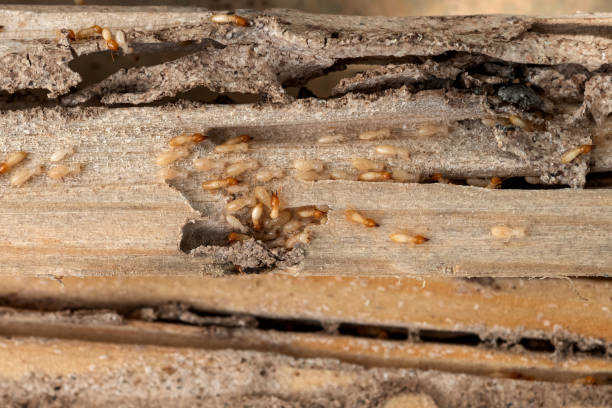 Best Pest Control for Businesses  in Rutledge, TN