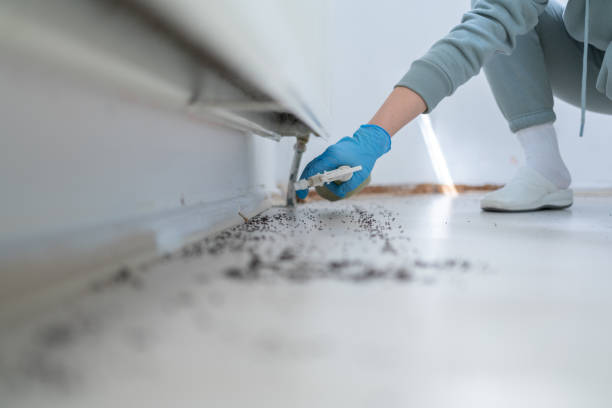 Best Wasp Removal Services  in Rutledge, TN